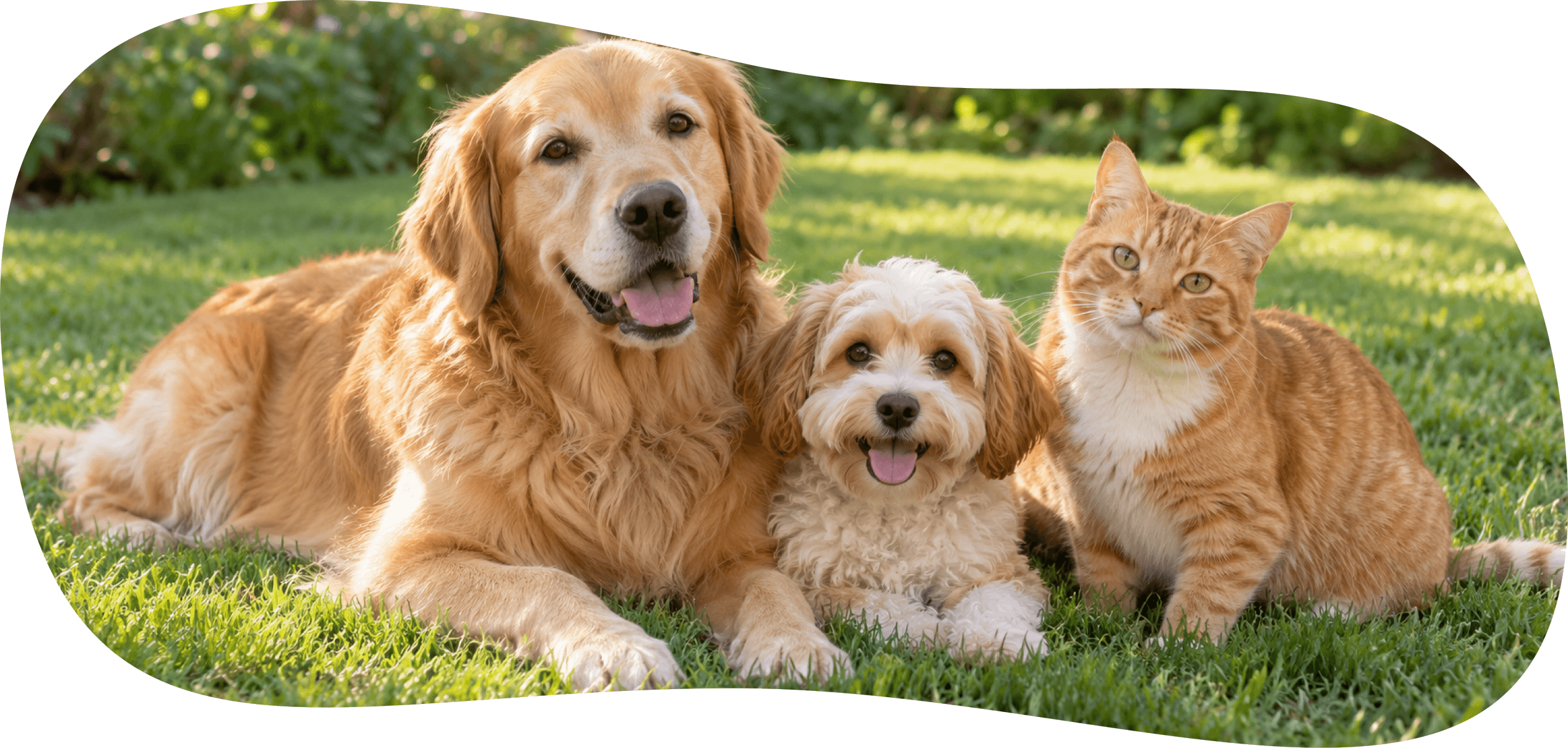 Een golden retriever, een pluizige puppy en een rosse kat liggen samen in het gras